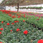 FlowerBed Greenhouses