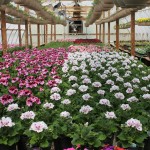 FlowerBed Greenhouses